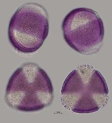 hydrated pollen