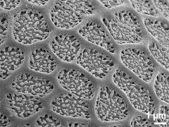 exine surface