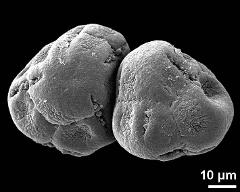 dry tetrads