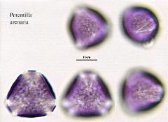 hydrated pollen