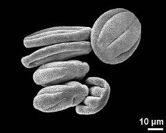 dry pollen grains