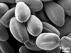 dry pollen grains