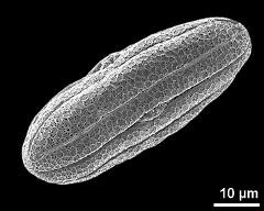 dry pollen grain