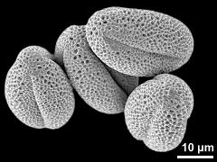 dry pollen grains