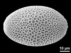 polar proximal view