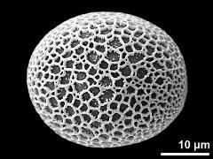 polar proximal view