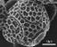 acetolyzed pollen