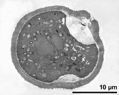 pollen grain in cross section