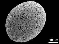 proximal polar view