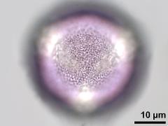 hydrated pollen,polar view