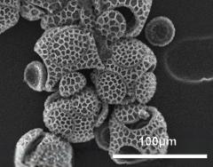 acetolyzed pollen