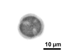 pora view (distal)