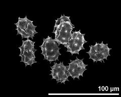 dry pollen grains