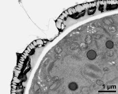 aperture in cross section