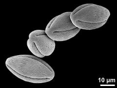 dry pollen grains