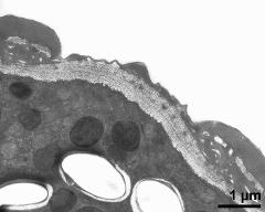 pollen wall, aperture area