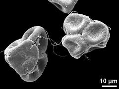 dry tetrads