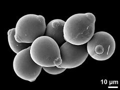 hydrated pollen grains