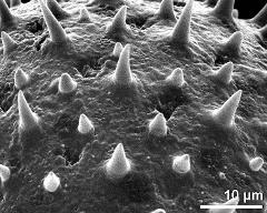 exine surface of dry pollen grain