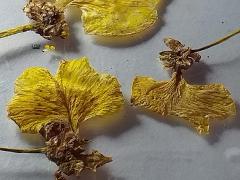 detail of flower(s)