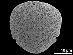 acetolyzed pollen,polar view