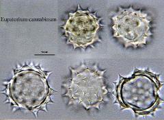 hydrated pollen