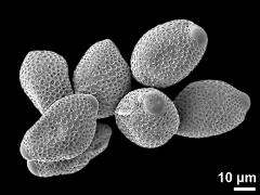 dry pollen grains