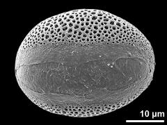 polar distal view