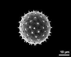 hydrated pollen grain