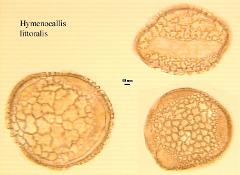 hydrated pollen