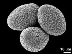 hydrated pollen grains