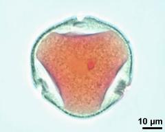 pollen grain with generative cell and vegetative nucleus