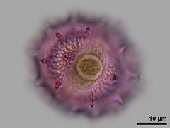 hydrated pollen,equatorial view