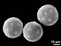 hydrated pollen grains