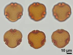 acetolyzed pollen,polar view