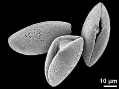 dry pollen grains