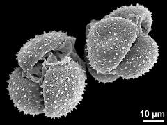 dry tetrads