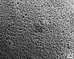 exine surface