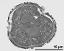 pollen grain in cross section