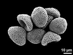 dry pollen grains