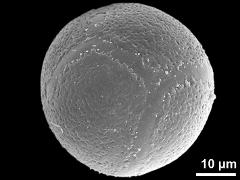 hydrated pollen grain