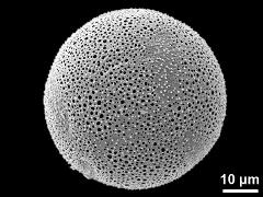 hydrated pollen grain