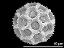 hydrated pollen grain