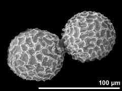 dry pollen grains