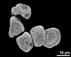 dry pollen grains