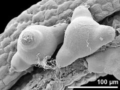 hydrated pollen grains