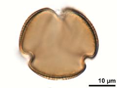 acetolyzed pollen,polar view