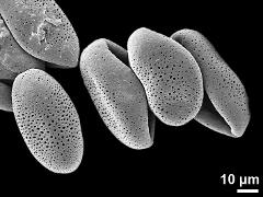 dry pollen grains