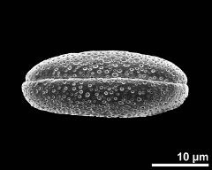 dry pollen grain in polar view (proximal)