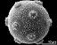 hydrated pollen grain